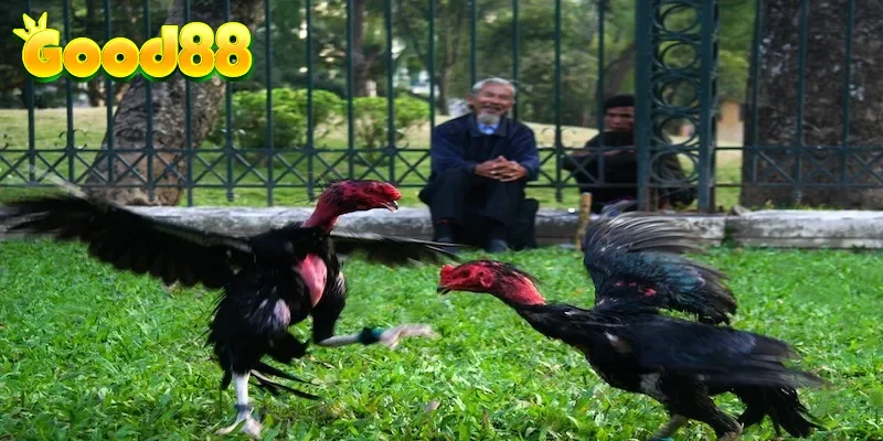 Bí kíp chọn gà thần kê bằng lối đá