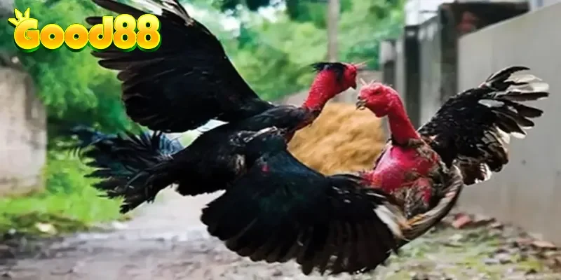 Bí kíp chọn gà thần kê dựa vào ngoại hình