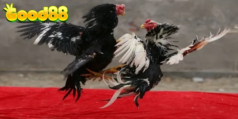 Bí kíp chọn gà thần kê qua tướng đi