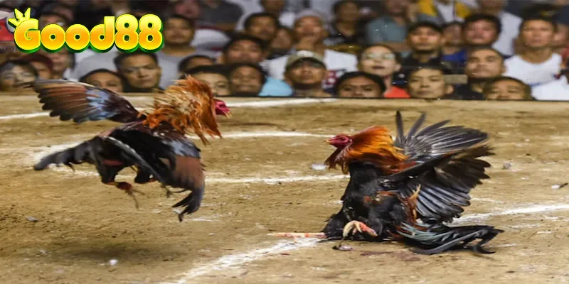 Cần chuẩn bị gì cho chiến kê trước trận đấu