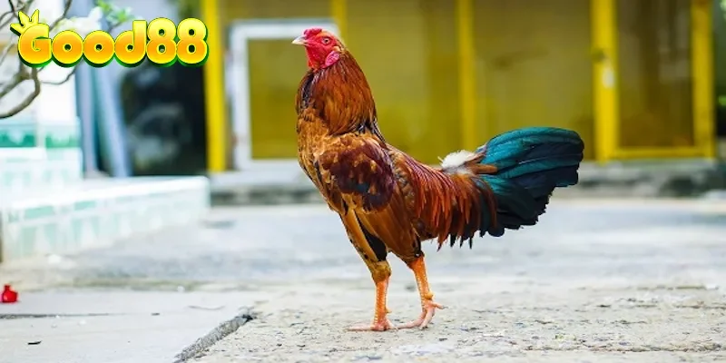 Chăm sóc chiến kê sau trận đấu tốt nhất