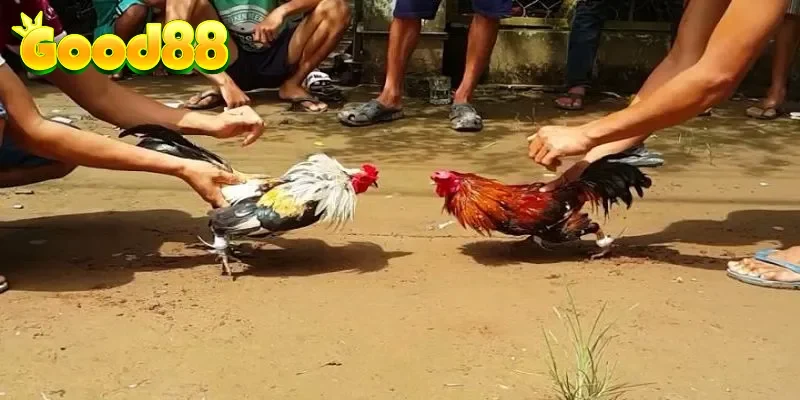 Luyện tập chiến thuật đá bồi cho các chiến kê