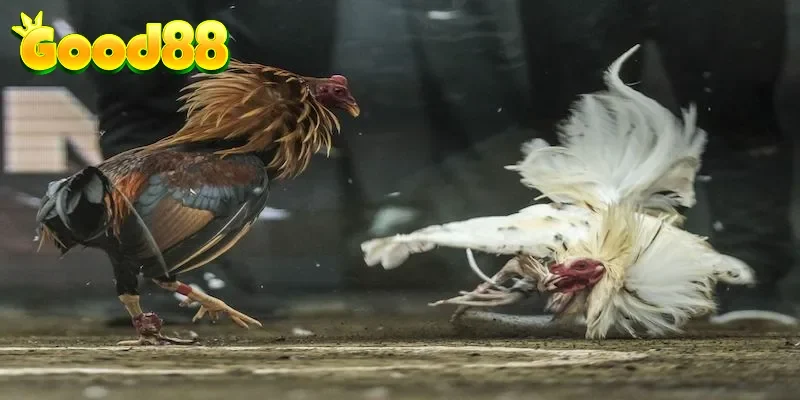 4 bước chọn kèo đá gà siêu nhanh từ A-Z