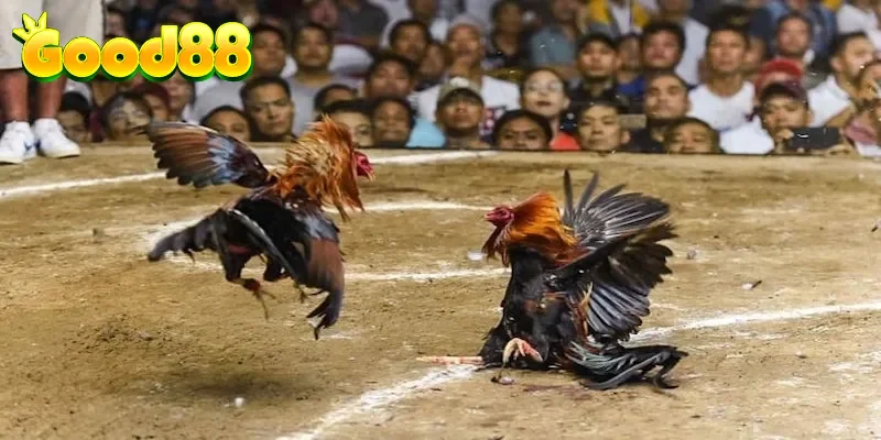 Chiến thuật chọn kèo đấu gà cựa dao siêu hay