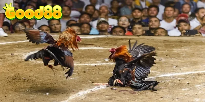 3 sản phẩm đá gà được yêu thích