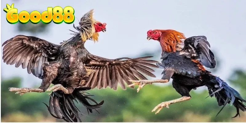 Chiến thuật đặt cược đấu gà thông minh