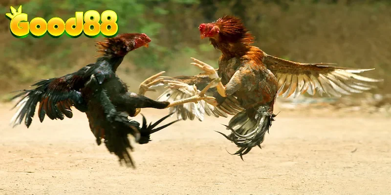 Đôi nét về sảnh cược chơi đá gà trực tuyến