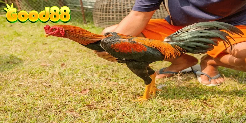 3 kỹ thuật tăng lực gà chuyên nghiệp từ sư kê