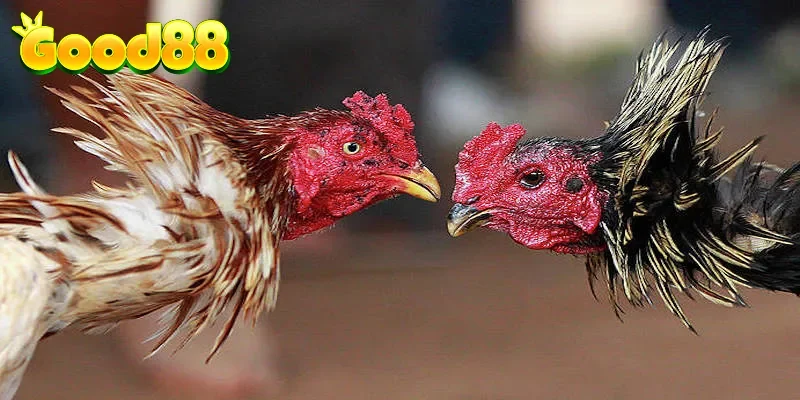 Danh sách những dụng cụ dùng trong kỹ thuật tăng lực gà