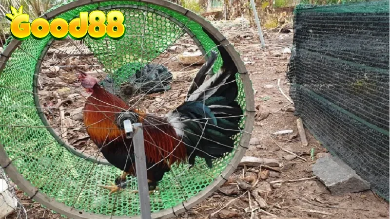 Lý do bet thủ phải nắm rõ kỹ thuật tăng lực gà