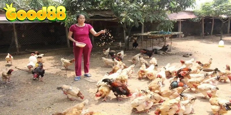 Cách sử dụng thuốc phục hồi gà hiệu quả từ A-Z